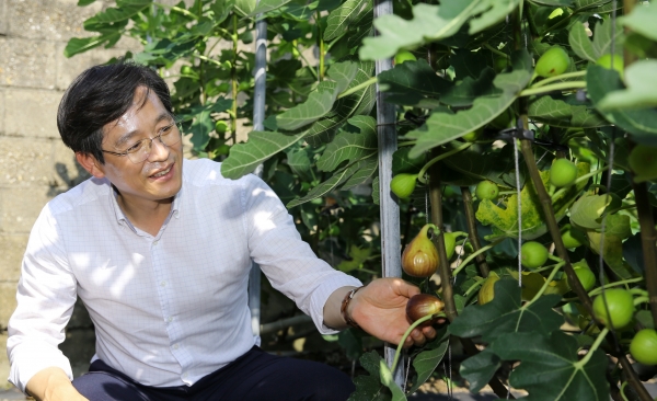 ▲우승희 영암군수는 영암군 삼호읍 우산정마을의 한 농가를 방문해 노지와 하우스에서 생산되는 무화과를 살폈다.(사진제공=영암군)