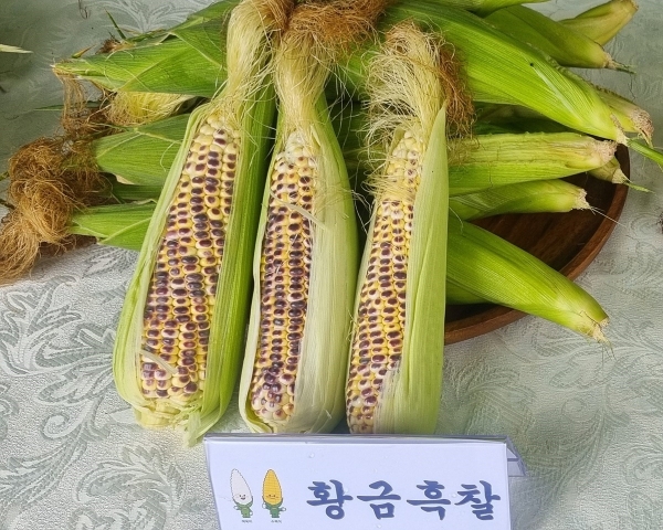 ▲황금흑찰(사진제공=여수시)