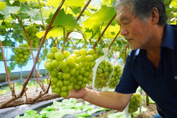 ▲해남군 삼산면 김재운 농가(사진제공=해남군)