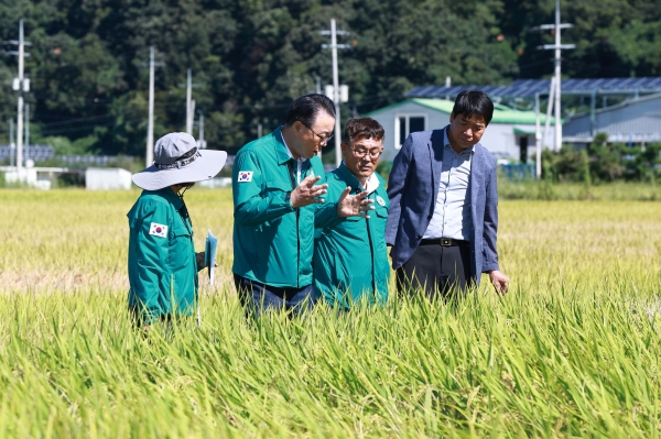 ▲벼멸구 집중 피해로 노랗게 죽어 가는 논. 벼멸구 피해 현장을 둘러보는 구복규 화순군수(사진제공=화순군)