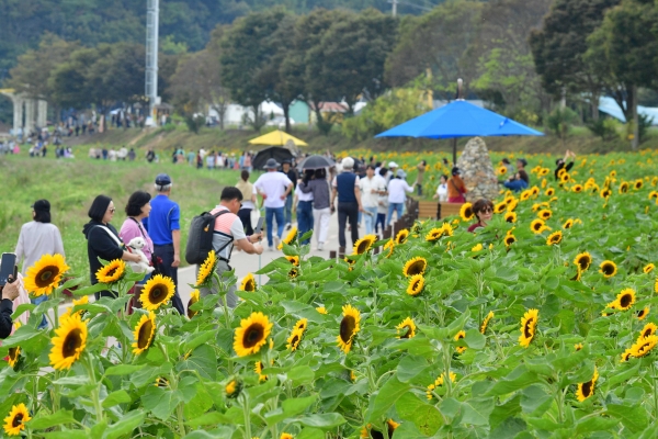 ▲지난 13일 폐막한 장성 황룡강 가을꽃축제에 49만여 명이 방문했다.(사진제공=장성군)