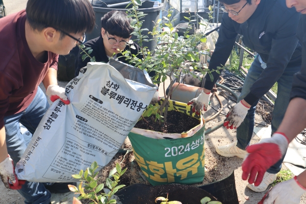 ▲지난달 자신의 블루베리 하우스에서 기존의 낡아서 찢어지기 시작한 부직포 화분을 폐현수막 농작물 화분으로 옮겨 심는 작업을 진행했다.(사진제공=담양군)