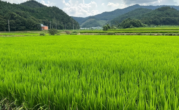 ▲보성 논(사진제공=전라남도)