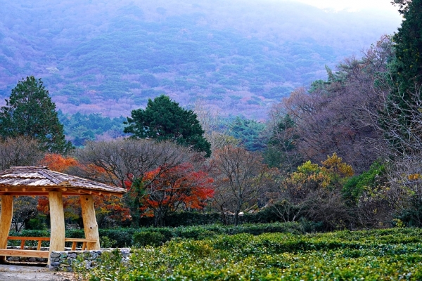 ▲복원된 야생녹차밭 단풍녹차원(사진제공=해남군)