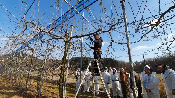 ▲겨울철 사과 전정(가지치기) 현장 교육을 실시하고 있다.(사진제공=보성군)