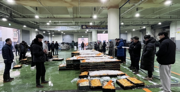 ▲영광군은 양식 참조기 449상자(7톤)를 지난 14일 수협법성위판장에서 출하했다.(사진제공=영광군)