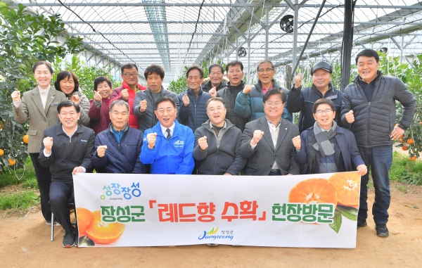 ▲장성군 레드향이 본격적인 수확철을 맞이했다.(사진제공=장성군)