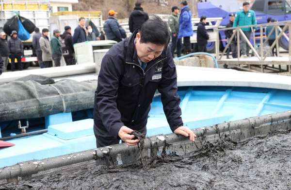 ▲공영민 고흥군수가 지난 1월 31일 구암항 위판장에서 물김 상태를 확인하고 있다.(사진제공=고흥군)