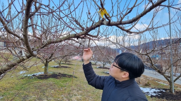 ▲농업기술센터 직원이 능주면 만수리 복숭아 과원에서 월동 병해충을 예찰하는 장면(사진제공=화순군)