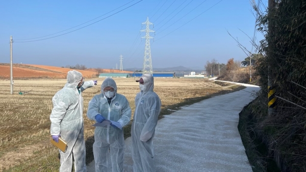 ▲영광 대마면의 한 육용오리 농장에서 H5형 조류인플루엔자(AI) 항원이 검출돼 확산방지를 위해 총력 대응에 나섰다.(사진제공=영광군)