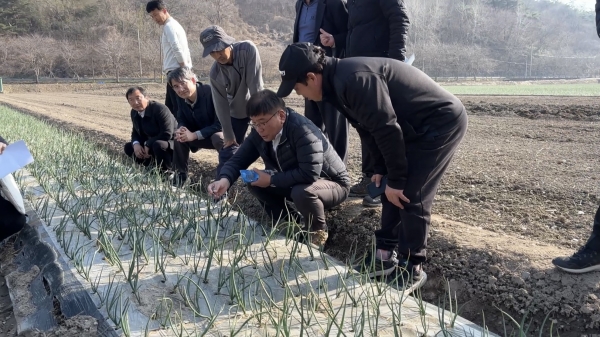 ▲함평군, 농촌진흥청과 봄철 양파 생육 합동 점검에 나서(사진제공=함평군)