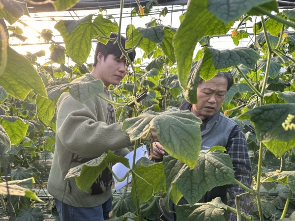 ▲ 함평군 농업기술센터 직원이 오이 생육 현장 점검하는 모습(사진제공=함평군)