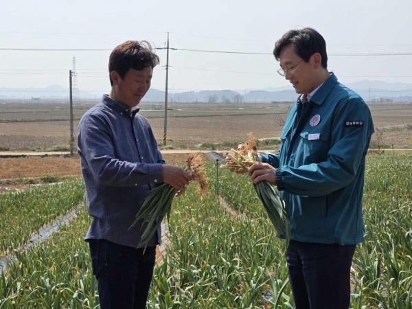 ▲마늘 계약재배 시범사업 현장(사진제공=영암군)