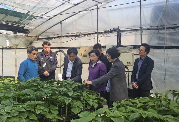 ▲목사동 최남선 수경재배 깻잎 농업현장 방문(사진제공=곡성군)