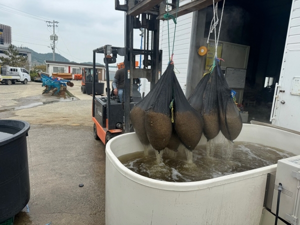 ▲볍씨 종자 10kg 단위 10포대를 온탕소독기에 담가 소독하고 있다.(사진제공=신안군)
