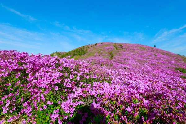 ▲전국 최대 철쭉 군락지 보성군 일림산 전경(사진제공=보성군)
