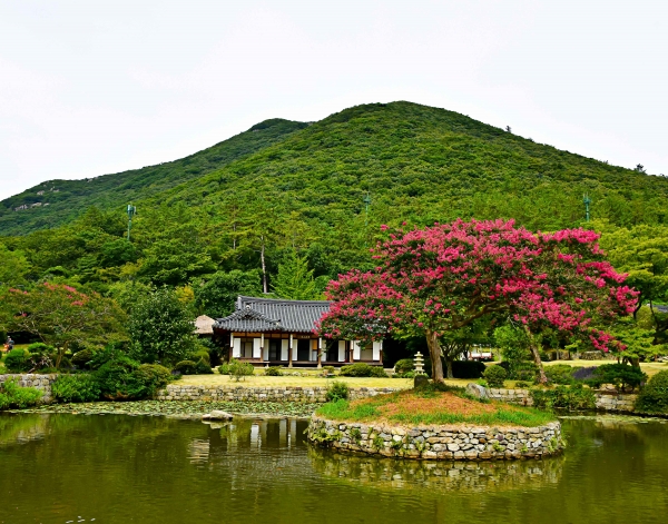 ▲운림산방 배롱나무(사진제공=전라남도)