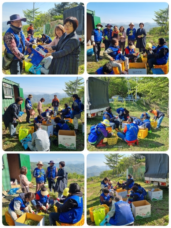 ▲바르게살기운동 순천시 협의회는 2일 농촌일손돕기 일환으로 고사리 채취 봉사활동을 펼쳤다.(사진제공=바르게살기운동 순천시 협의회)