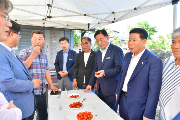 장성군, 병해 강하고 맛 좋은 신품종 방울토마토 시범재배