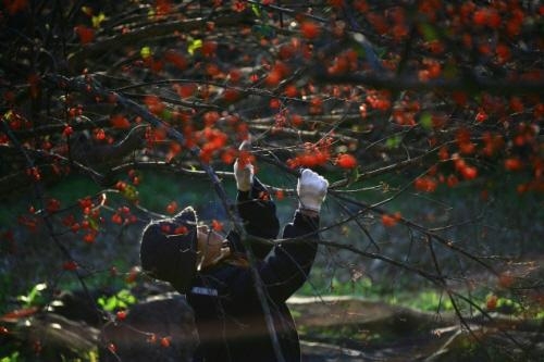 산수유축제.jpg