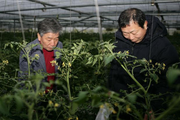 아침을 여는 시설원예 현장컨설팅 실시
