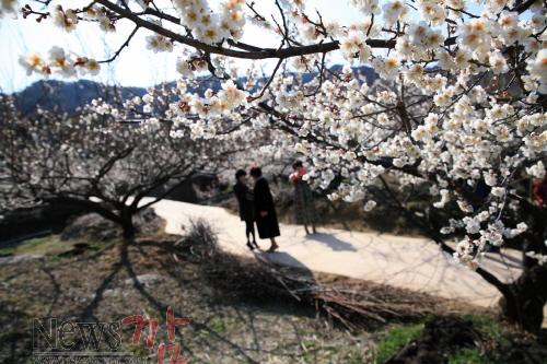 크기변환_다압 매화마을 청매실농원(3월 11일 현재)2.jpg