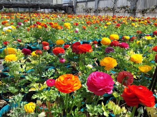 크기변환_농업기술센터에서 박람회 기간동안 꽃동산 조성을 위해 12만본을 재배하고 있다.jpg