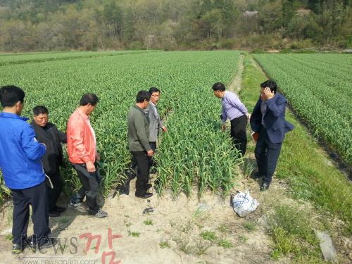 크기변환_마늘밭 생육상태 확인.jpg