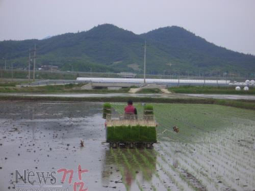 크기변환_보성 모내기2.JPG