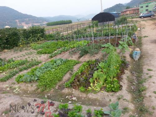 크기변환_화순군, 힐링가족텃밭 큰 호응2.jpg