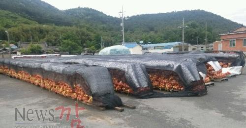 크기변환_마을 도로에 쌓아놓은 수확 양파..jpg