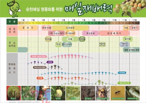 크기변환_매실1.jpg