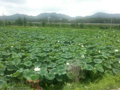 크기변환_백련재배[1].jpg