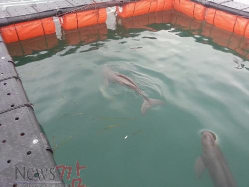 크기변환_행복찾아_고향으로_돌아가는_토종_돌고래_상괭이4[1].jpeg