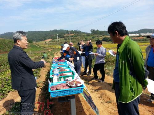 크기변환_15-고구마_평가회[1].jpg