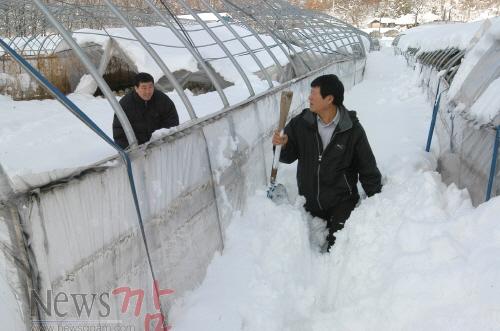 크기변환_순창_1203_-_농산물_재해보험_기간연장_-_폭설피해사진.jpg