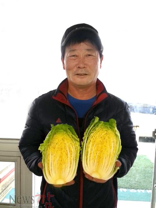 크기변환_진도군에서 피부 노화 방지 효능 있는 쌈배추 출하.jpg