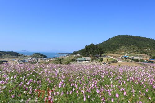 크기변환_슬로시티 청산도 서편제길 가을 코스모스 풍경.JPG