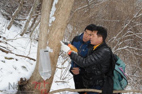 크기변환_0223 산내면 - 경칩을 전후하여 지리산 고로쇠 채취 시작3.JPG