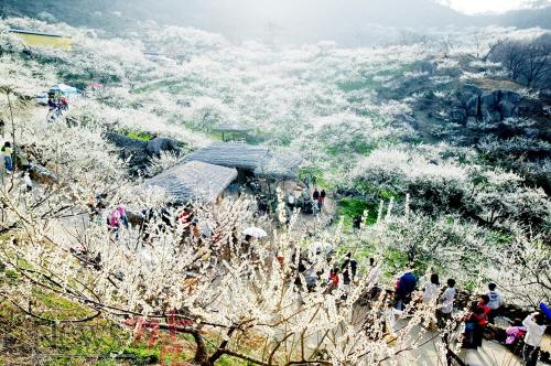 크기변환_매화축제 관련 사진 (7).jpg