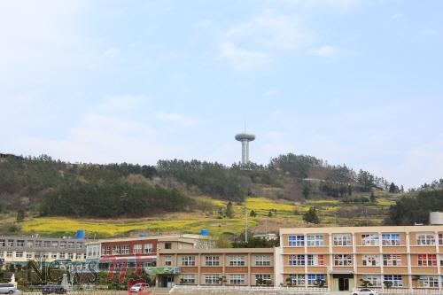 크기변환_지난해 완도타워 주변에 조성된 유채단지 (1).JPG