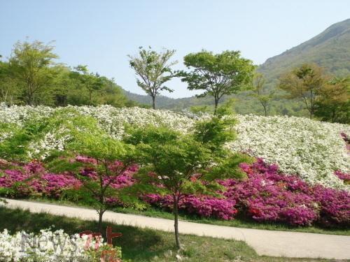 크기변환_30-철쭉제 (2).jpg