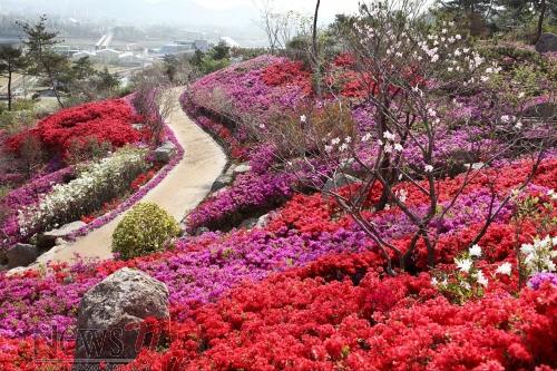크기변환_철죽2.jpg
