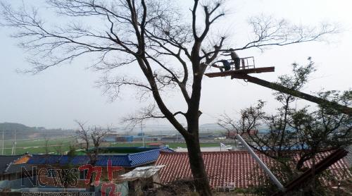 크기변환_위험수목제거.jpg