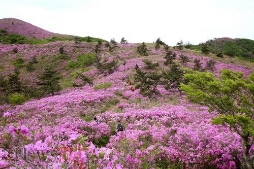 크기변환_보성군일림산철쭉문화행사내달2일개막(1).JPG