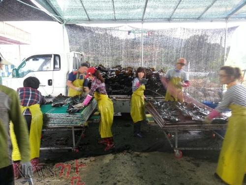 크기변환_다시마1.jpg