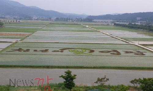 크기변환_팜아트 새겨.jpg
