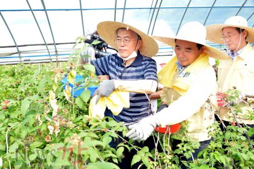 크기변환_사본 -순창 0616 - 문재인 대표 - 순창농산물 복분자 수확DSC_4748.jpg