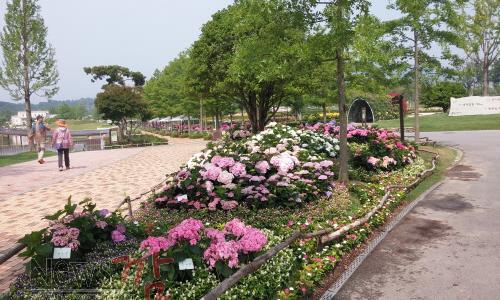 크기변환_수국1.jpg