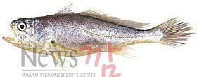 im_li_sre_dist_02_02_04.jpg